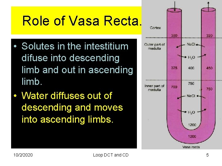Role of Vasa Recta. • Solutes in the intestitium difuse into descending limb and