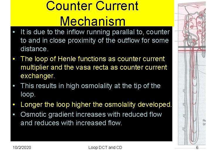 Counter Current Mechanism • It is due to the inflow running parallal to, counter
