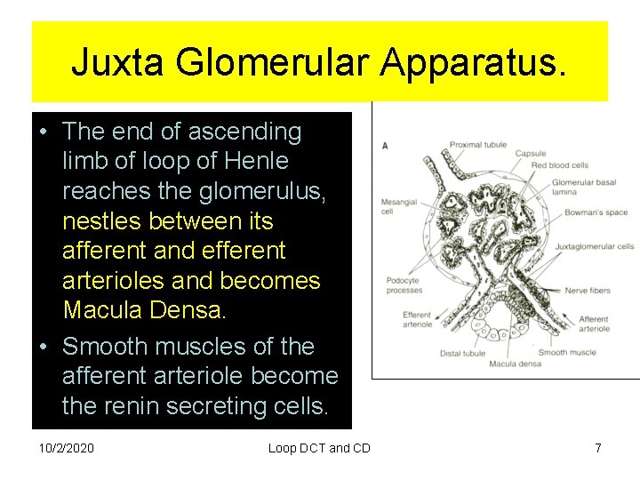Juxta Glomerular Apparatus. • The end of ascending limb of loop of Henle reaches