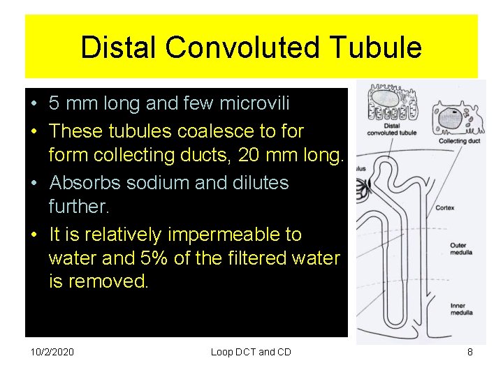 Distal Convoluted Tubule • 5 mm long and few microvili • These tubules coalesce