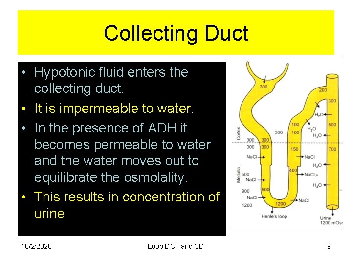 Collecting Duct • Hypotonic fluid enters the collecting duct. • It is impermeable to