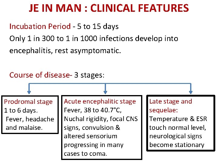 JE IN MAN : CLINICAL FEATURES Incubation Period - 5 to 15 days Only