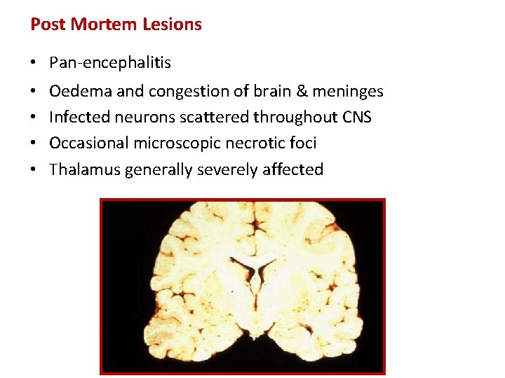 Post Mortem Lesions • Pan-encephalitis • • Oedema and congestion of brain & meninges