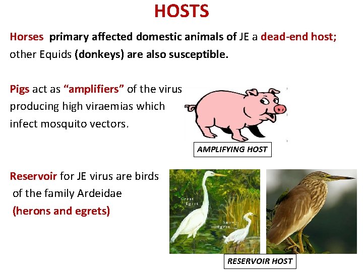 HOSTS Horses primary affected domestic animals of JE a dead-end host; other Equids (donkeys)