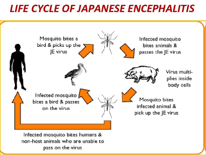 LIFE CYCLE OF JAPANESE ENCEPHALITIS 