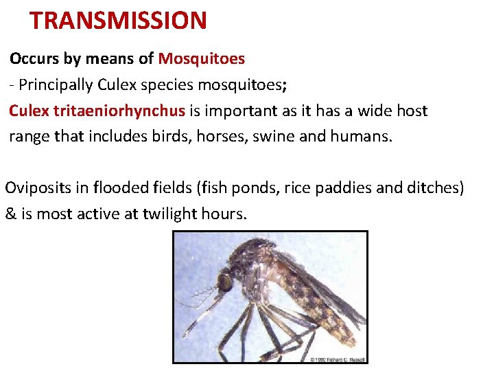 TRANSMISSION Occurs by means of Mosquitoes - Principally Culex species mosquitoes; Culex tritaeniorhynchus is