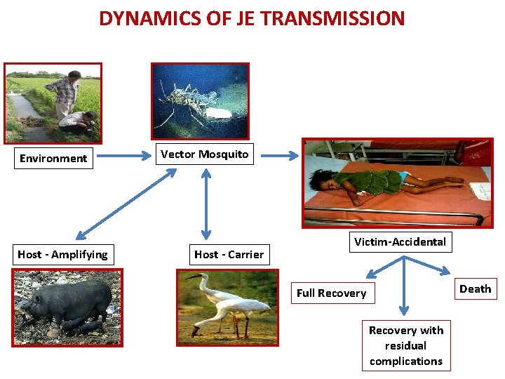 DYNAMICS OF JE TRANSMISSION Environment Host - Amplifying Vector Mosquito Host - Carrier Victim-Accidental