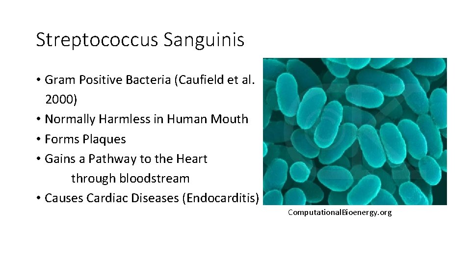 Streptococcus Sanguinis • Gram Positive Bacteria (Caufield et al. 2000) • Normally Harmless in