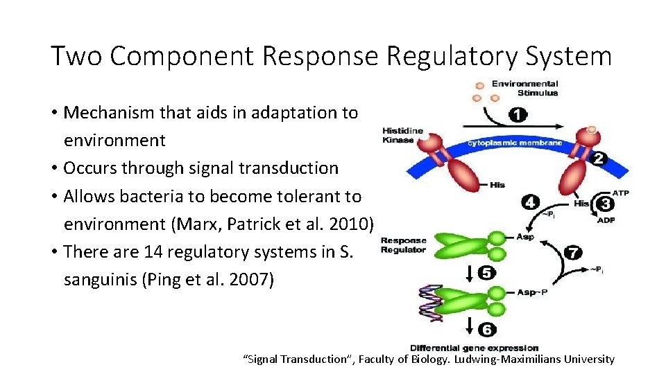 Two Component Response Regulatory System • Mechanism that aids in adaptation to environment •