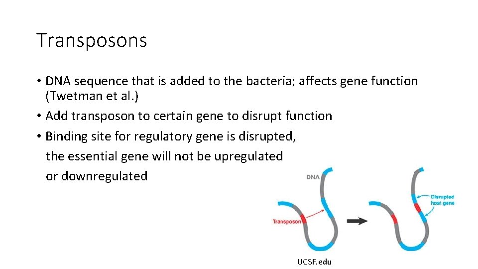 Transposons • DNA sequence that is added to the bacteria; affects gene function (Twetman