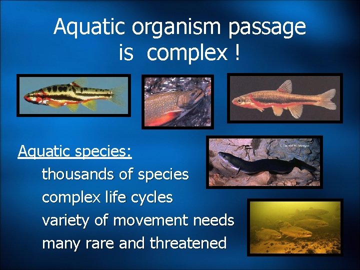 Aquatic organism passage is complex ! Aquatic species: thousands of species complex life cycles Aquatic organism passage is complex ! Aquatic species: thousands of species complex life cycles