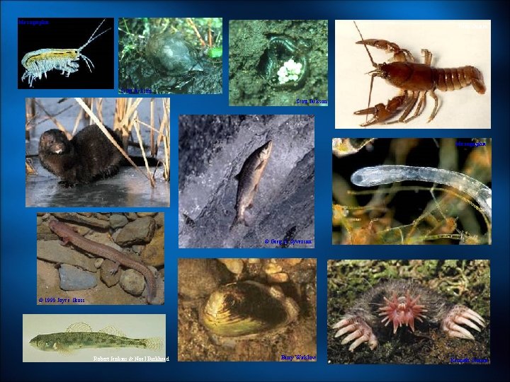 Micrographia Radu Guiasu Scott Jackson Micrographia © Greg A. Syverson © 1999 Joyce Gross Micrographia Radu Guiasu Scott Jackson Micrographia © Greg A. Syverson © 1999 Joyce Gross