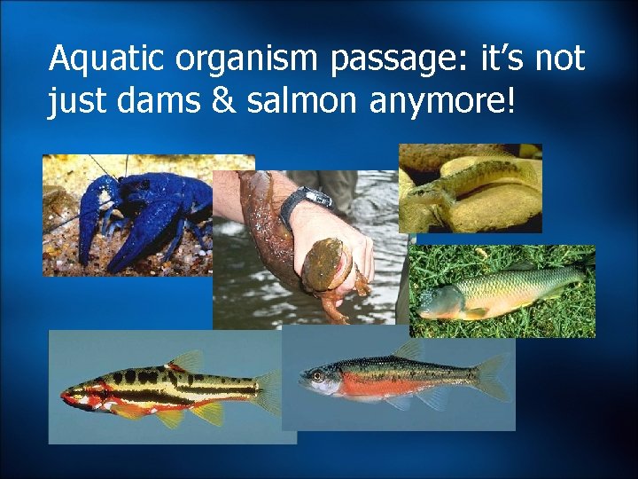 Aquatic organism passage: it’s not just dams & salmon anymore! Aquatic organism passage: it’s not just dams & salmon anymore!