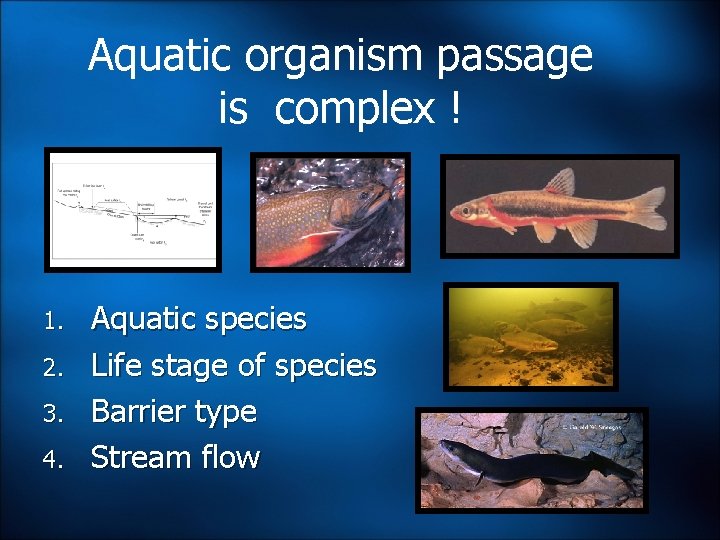 Aquatic organism passage is complex ! 1. 2. 3. 4. Aquatic species Life stage Aquatic organism passage is complex ! 1. 2. 3. 4. Aquatic species Life stage