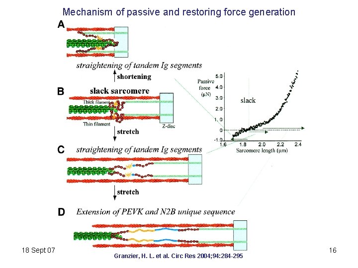 Mechanism of passive and restoring force generation 18 Sept 07 Granzier, H. L. et