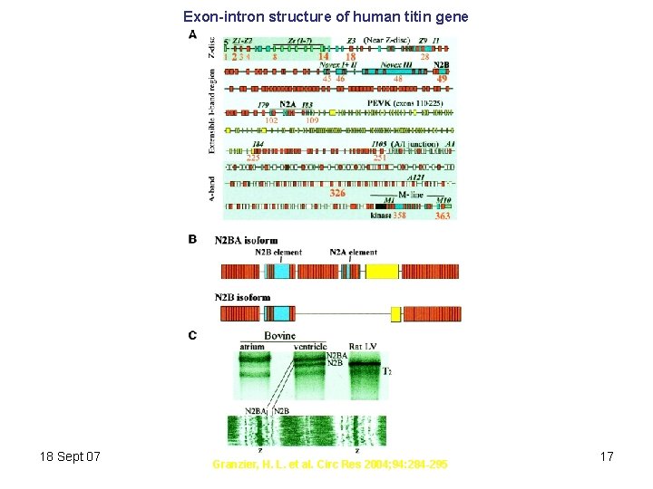 Exon-intron structure of human titin gene 18 Sept 07 Granzier, H. L. et al.