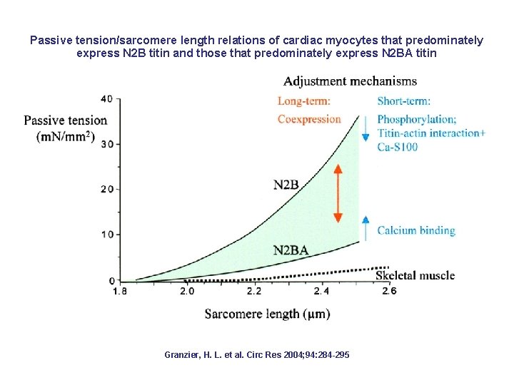 Passive tension/sarcomere length relations of cardiac myocytes that predominately express N 2 B titin