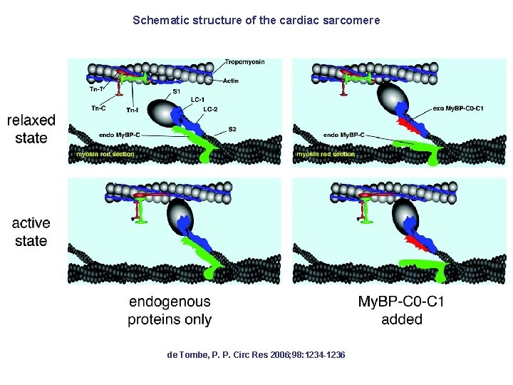 Schematic structure of the cardiac sarcomere de Tombe, P. P. Circ Res 2006; 98: