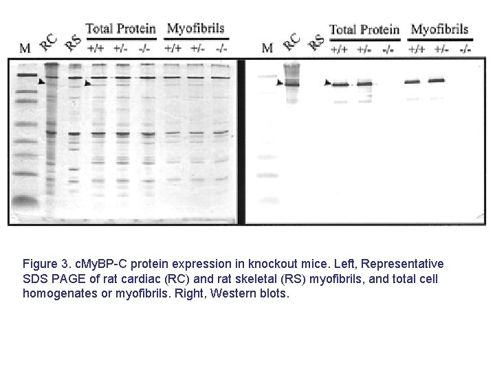 Figure 3. c. My. BP-C protein expression in knockout mice. Left, Representative SDS PAGE