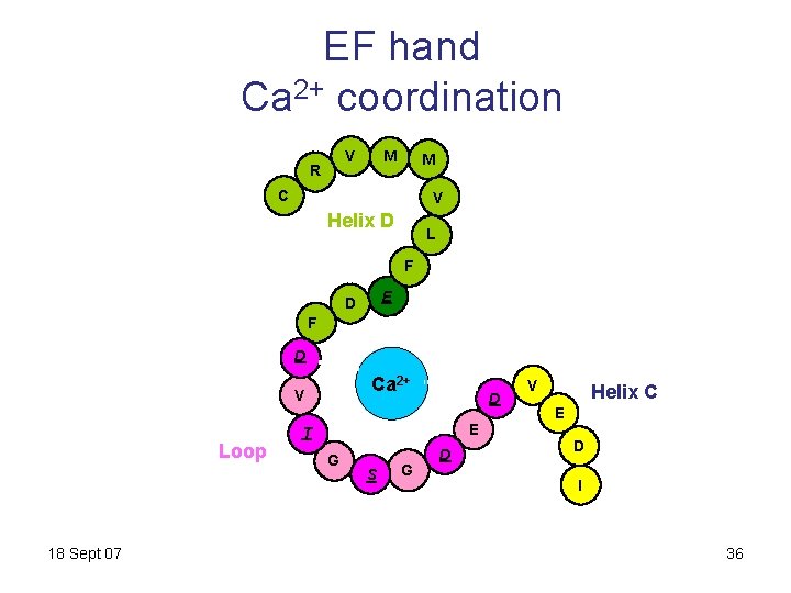 EF hand Ca 2+ coordination V R C-terminus M M C V Helix D