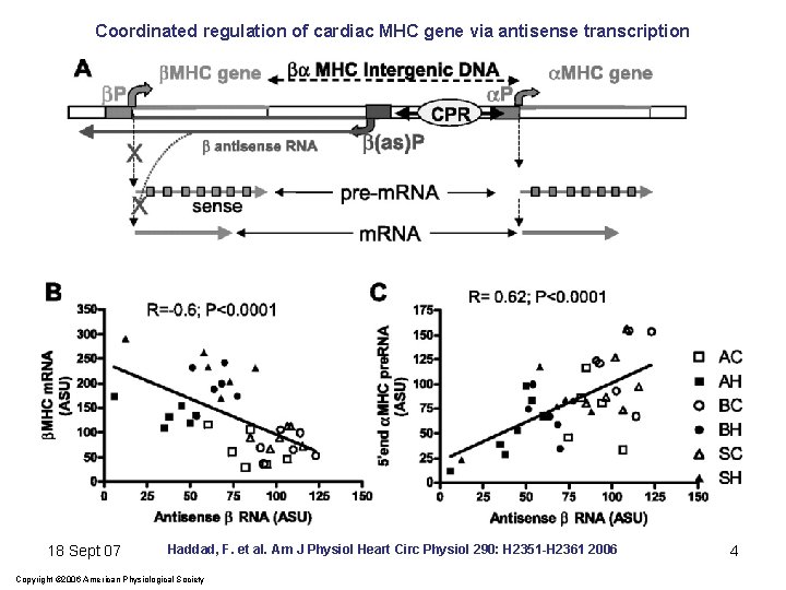 Coordinated regulation of cardiac MHC gene via antisense transcription 18 Sept 07 Haddad, F.