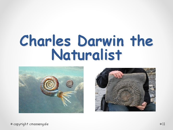 Charles Darwin the Naturalist copyright cmassengale 11 