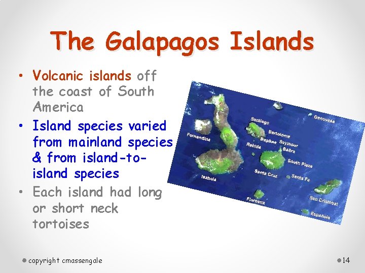 The Galapagos Islands • Volcanic islands off the coast of South America • Island