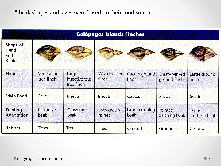 * Beak shapes and sizes were based on their food source. copyright cmassengale 16