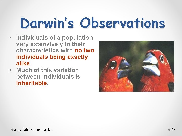 Darwin’s Observations • Individuals of a population vary extensively in their characteristics with no