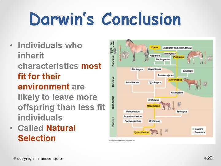 Darwin’s Conclusion • Individuals who inherit characteristics most fit for their environment are likely