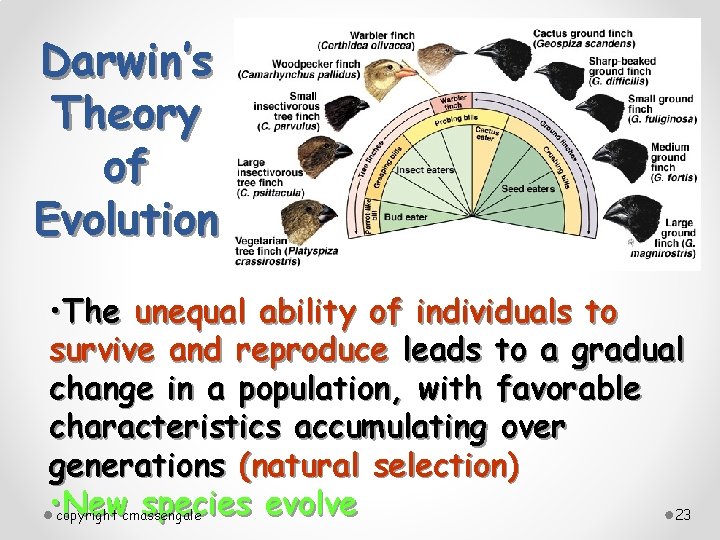 Darwin’s Theory of Evolution • The unequal ability of individuals to survive and reproduce