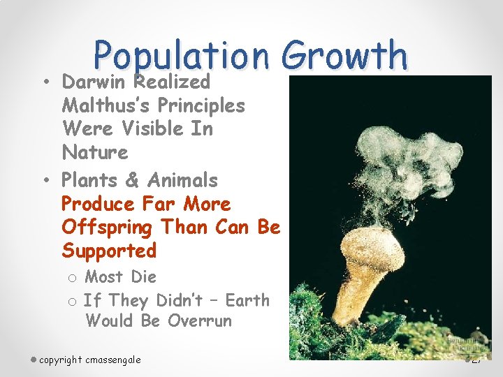  • Population Growth Darwin Realized Malthus’s Principles Were Visible In Nature • Plants