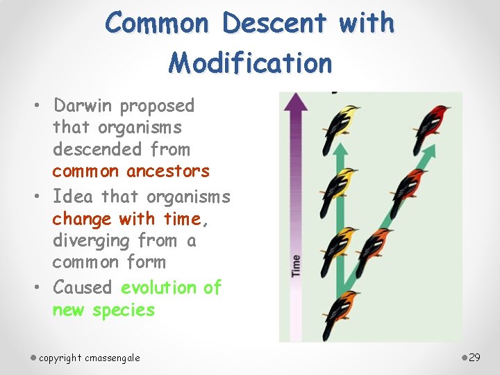 Common Descent with Modification • Darwin proposed that organisms descended from common ancestors •