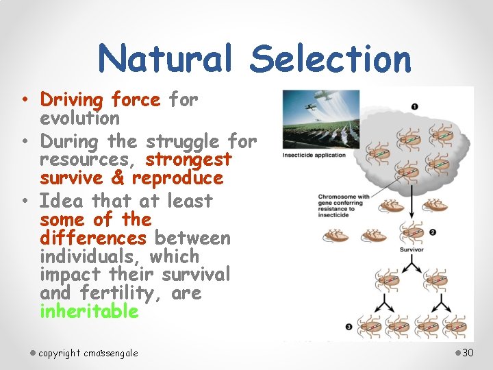 Natural Selection • Driving force for evolution • During the struggle for resources, strongest