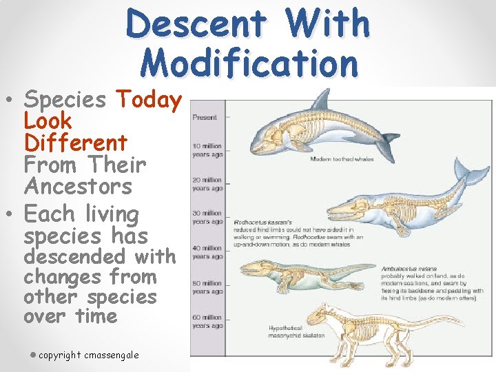 Descent With Modification • Species Today Look Different From Their Ancestors • Each living