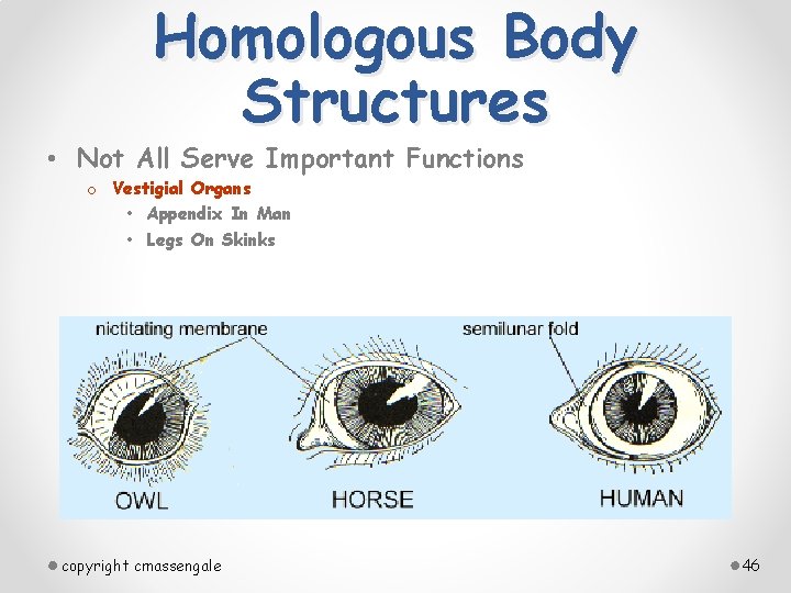 Homologous Body Structures • Not All Serve Important Functions o Vestigial Organs • Appendix
