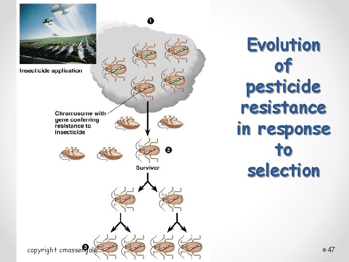 Evolution of pesticide resistance in response to selection copyright cmassengale 47 