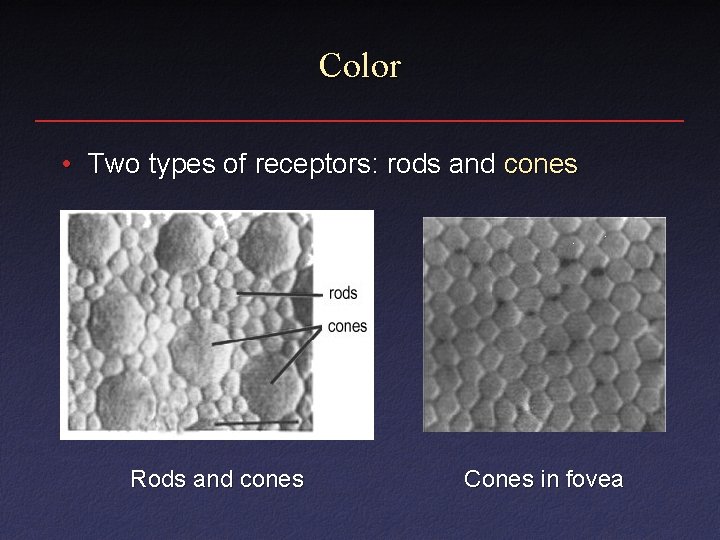 Color • Two types of receptors: rods and cones Rods and cones Cones in Color • Two types of receptors: rods and cones Rods and cones Cones in
