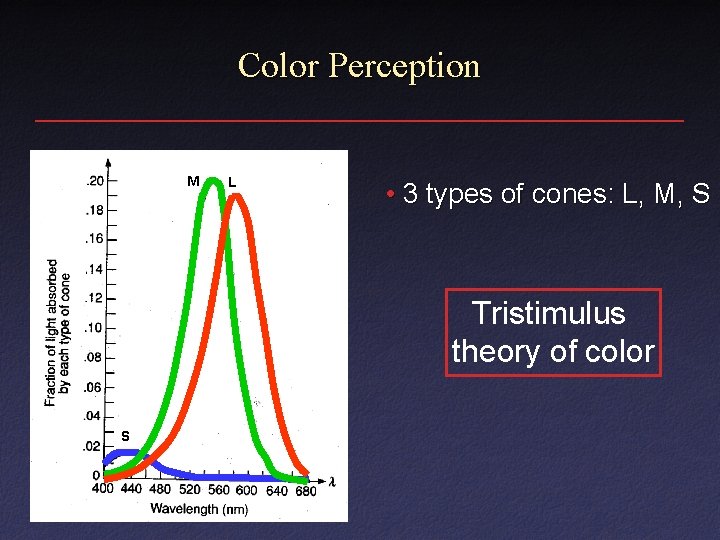Color Perception M L • 3 types of cones: L, M, S Tristimulus theory Color Perception M L • 3 types of cones: L, M, S Tristimulus theory