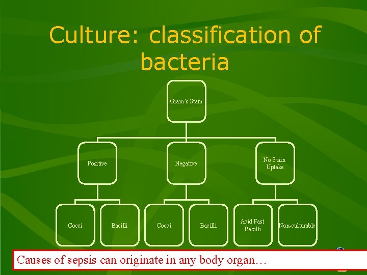 Culture: classification of bacteria Gram’s Stain Positive Cocci No Stain Uptake Negative Bacilli Cocci