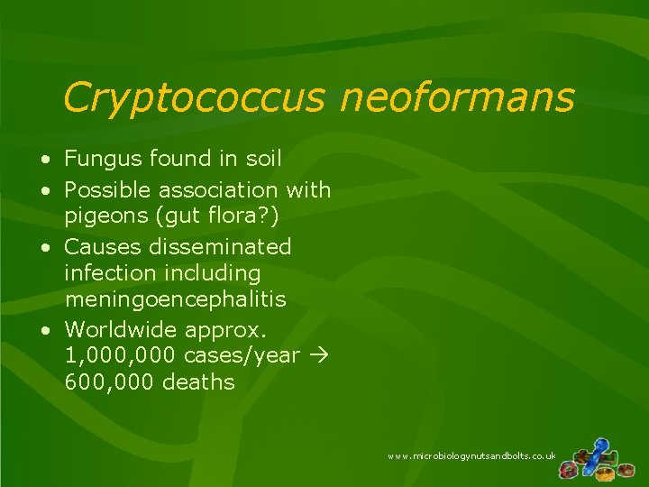 Cryptococcus neoformans • Fungus found in soil • Possible association with pigeons (gut flora?