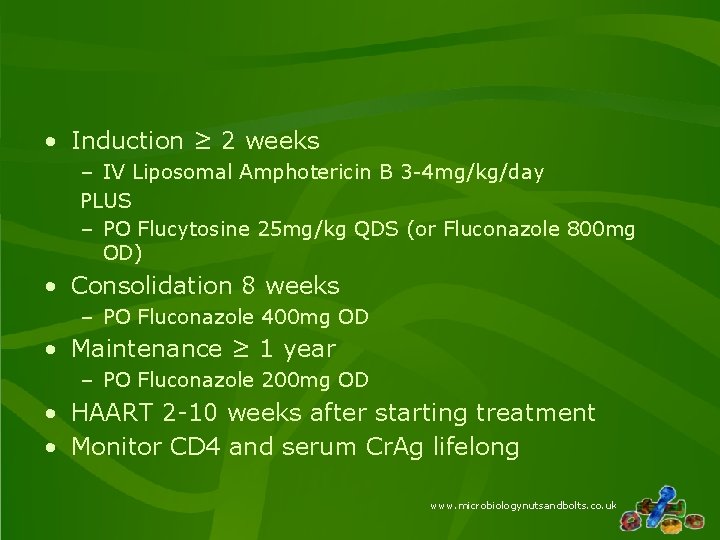  • Induction ≥ 2 weeks – IV Liposomal Amphotericin B 3 -4 mg/kg/day