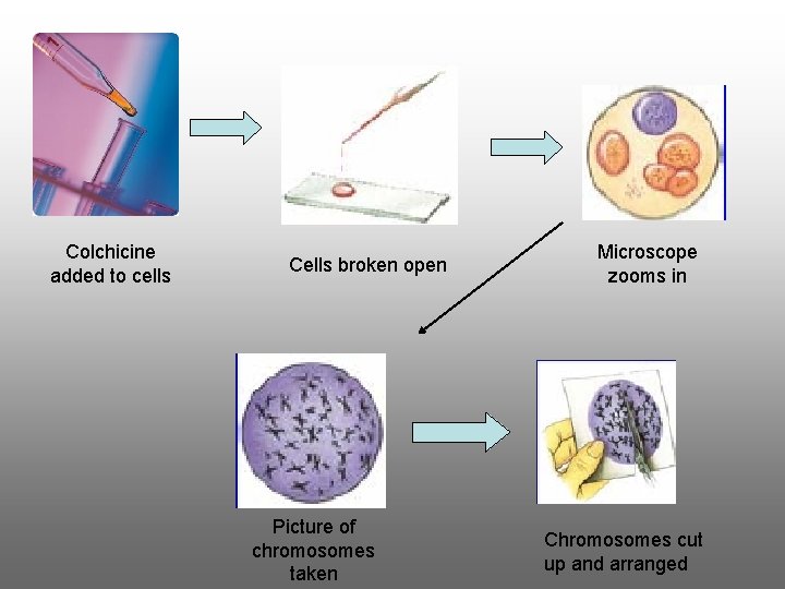 Colchicine added to cells Cells broken open Picture of chromosomes taken Microscope zooms in Colchicine added to cells Cells broken open Picture of chromosomes taken Microscope zooms in