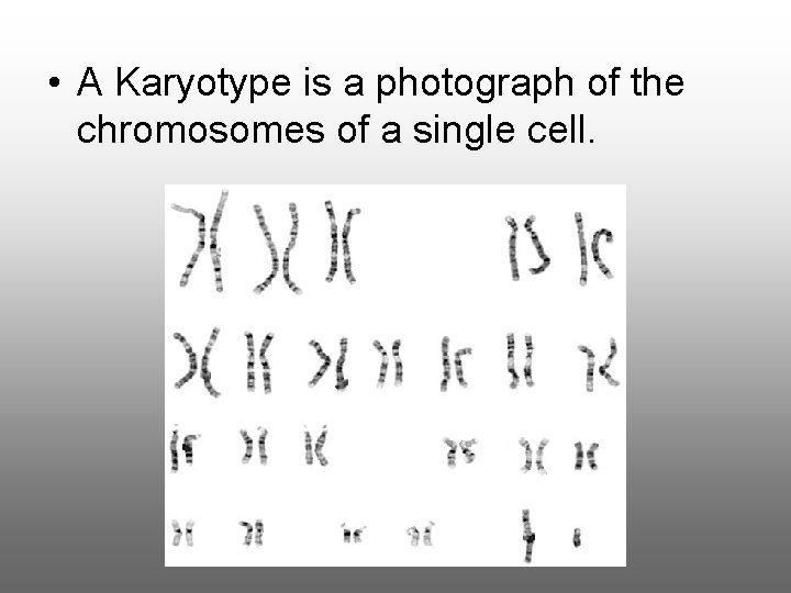  • A Karyotype is a photograph of the chromosomes of a single cell.