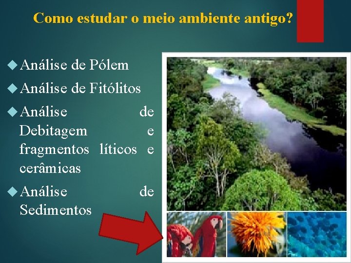 Como estudar o meio ambiente antigo? Análise de Pólem Análise de Fitólitos Análise de