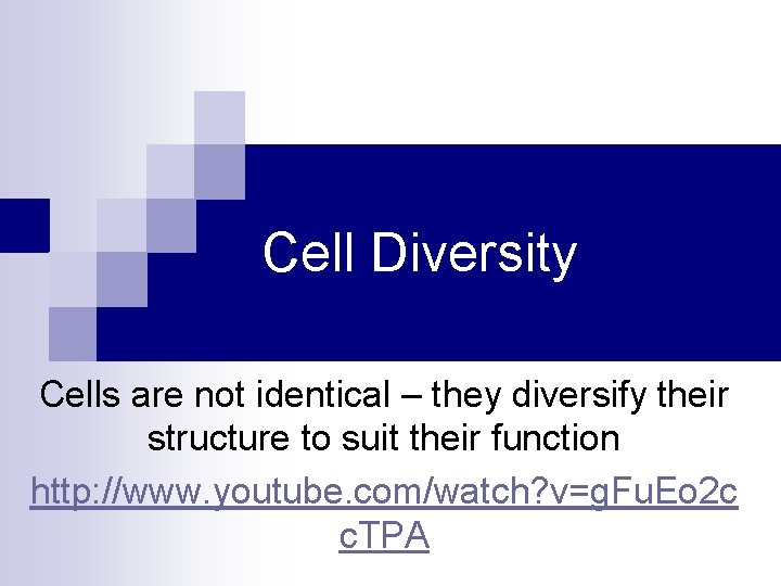 Cell Diversity Cells are not identical – they diversify their structure to suit their