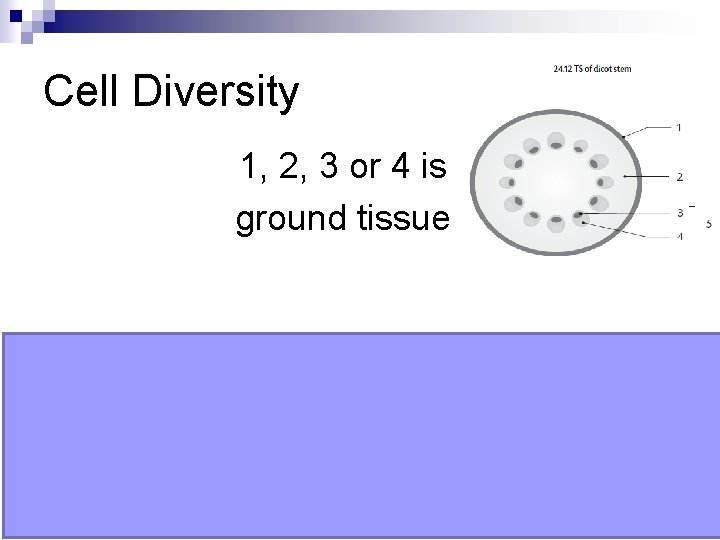 Cell Diversity 1, 2, 3 or 4 is ground tissue 2 