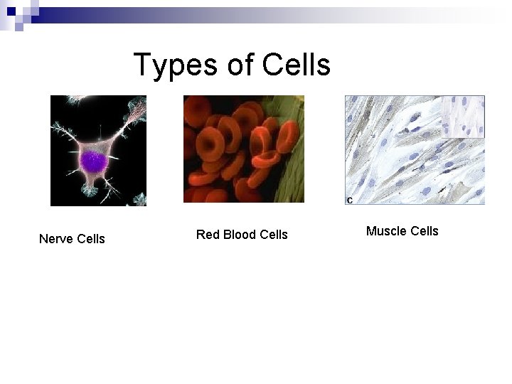 Types of Cells Nerve Cells Red Blood Cells Muscle Cells 