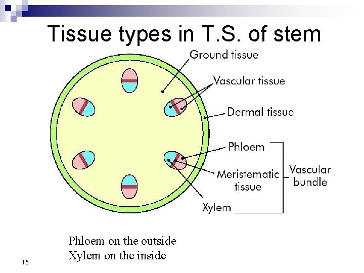 Tissue types in T. S. of stem 15 Phloem on the outside Xylem on