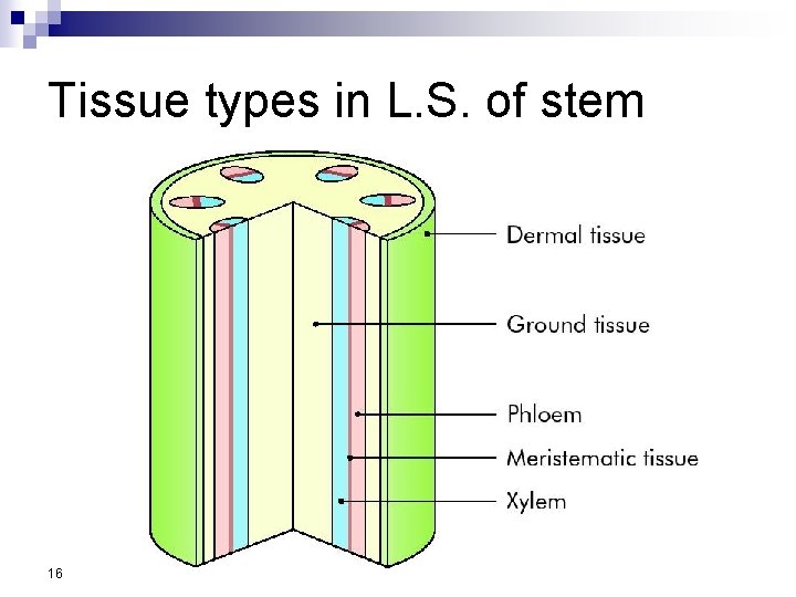 Tissue types in L. S. of stem 16 